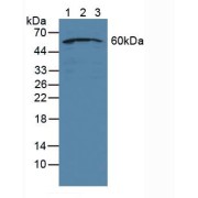 Western blot analysis of (1) Human Jurkat Cells, (2) Human HeLa cells and (3) Human HepG2 Cells.