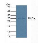 Western blot analysis of Pig Pancreas Tissue.