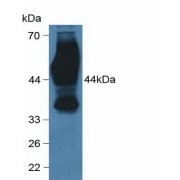 Western blot analysis of Human HeLa cells.