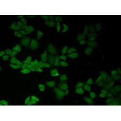 Basigin (BSG) Antibody