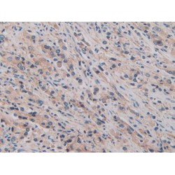 Basigin (BSG) Antibody