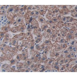 Sialic Acid Binding Ig Like Lectin 8 (SIGLEC8) Antibody