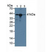 Western blot analysis of (1) Human Lymphocytes Cells, (2) Human A431 Cells and (3) Porcine Liver Tissue.