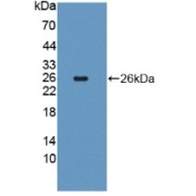 Western blot analysis of recombinant Human FGF18.