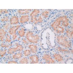 Apolipoprotein L (APOL1) Antibody