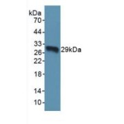 Western blot analysis of recombinant Human TOR1A.