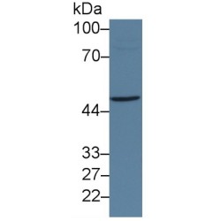 Lysine Specific Demethylase 4A (KDM4A) Antibody