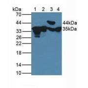 Western blot analysis of (1) Human HeLa cells, (2) Human 293T Cells, (3) Porcine Heart Tissue and (4) Porcine Brain Tissue.