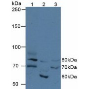 Western blot analysis of (1) Human HeLa cells, (2) Porcine Kidney Tissue and (3) Human 293T Cells.