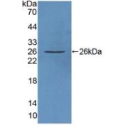 Western blot analysis of recombinant Human FAM3C.