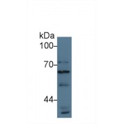 Western blot analysis of Human HeLa cell lysate, using Human ATG16L1 Antibody (3 µg/ml) and HRP-conjugated Goat Anti-Rabbit antibody (<a href="https://www.abbexa.com/index.php?route=product/search&amp;search=abx400043" target="_blank">abx400043</a>, 0.2 µg/ml).