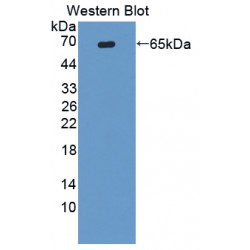 Autophagy Related Protein 16 Like Protein 1 (ATG16L1) Antibody