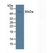 Western blot analysis of Pig Spleen Tissue.