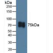 Western blot analysis of Pig Skin Tissue.