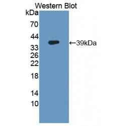 Glutamate Carboxypeptidase II (GCPII) Antibody