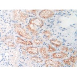 Glutamate Carboxypeptidase II (GCPII) Antibody