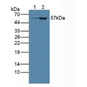 Western blot analysis of (1) Porcine Liver Tissue and (2) Rat Liver Tissue.