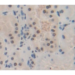 Transcription Factor HES-1 (HES1) Antibody