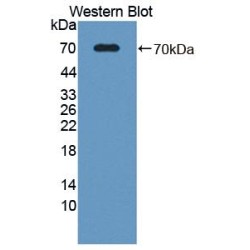 SPARC Like Protein 1 (SPARCL1) Antibody