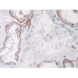 SPARC Like Protein 1 (SPARCL1) Antibody