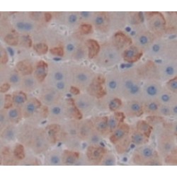 C-Myc Binding Protein (MYCBP) Antibody