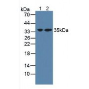 Western blot analysis of (1) Porcine Brain Tissue and (2) Mouse Brain Tissue.