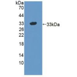 Syntaxin 1A, Brain (STX1A) Antibody