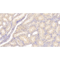 Casein Kappa (CSN3) Antibody