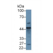 Western blot analysis of Human 293T cell lysate, using Human D2HGDH Antibody (1 µg/ml) and HRP-conjugated Goat Anti-Rabbit antibody (<a href="https://www.abbexa.com/index.php?route=product/search&amp;search=abx400043" target="_blank">abx400043</a>, 0.2 µg/ml).