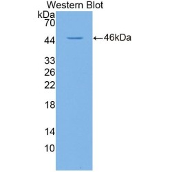 Malate Dehydrogenase 1 (MDH1) Antibody