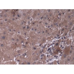 Prolyl-4-Hydroxylase Alpha Polypeptide III (P4Ha3) Antibody