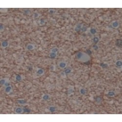 SCAN Domain Containing Protein 3 (SCAND3) Antibody
