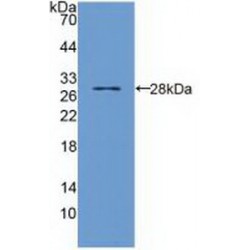 Toll Interleukin 1 Receptor Domain Containing Adaptor Protein (TIRAP) Antibody