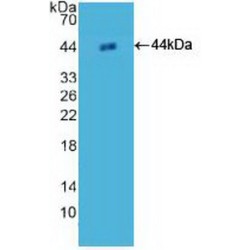 H2A Histone Family, Member Z (H2AFZ) Antibody