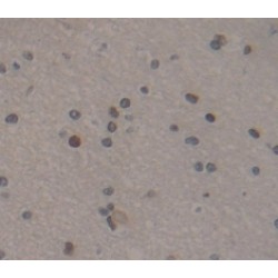 H2A Histone Family, Member Z (H2AFZ) Antibody