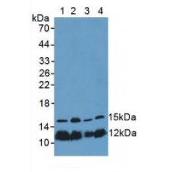 Histone H4 (H4) Antibody