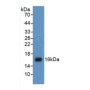 Western blot analysis of recombinant Human H4.