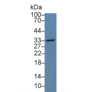 Western blot analysis of Human HeLa cell lysate, using Simian OPN Antibody (3 µg/ml) and HRP-conjugated Goat Anti-Rabbit antibody (<a href="https://www.abbexa.com/index.php?route=product/search&amp;search=abx400043" target="_blank">abx400043</a>, 0.2 µg/ml).