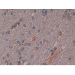 Osteopontin (SPP1) Antibody