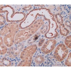 Osteopontin (SPP1) Antibody