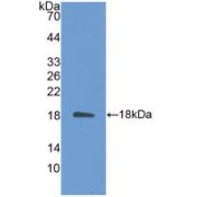 Western blot analysis of recombinant Mouse IL31.