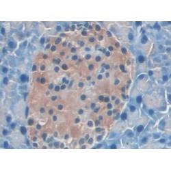 Interleukin 22 Receptor Alpha 2 (IL22Ra2) Antibody