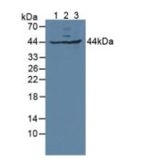 Western blot analysis of (1) Mouse Kidney Tissue, (2) Mouse Brain Tissue and (3) Mouse Testis Tissue.