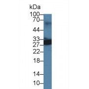 Western blot analysis of Mouse Lung lysate, using Mouse UCHL4 Antibody (3 µg/ml) and HRP-conjugated Goat Anti-Rabbit antibody (<a href="https://www.abbexa.com/index.php?route=product/search&amp;search=abx400043" target="_blank">abx400043</a>, 0.2 µg/ml).