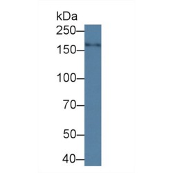 Nitric Oxide Synthase, Brain (NOS1) Antibody