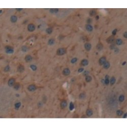 Nitric Oxide Synthase, Brain (NOS1) Antibody