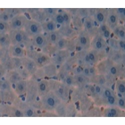 Macrophage Expressed Protein 1 (MPG1) Antibody