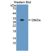 Western blot analysis of recombinant Mouse BFP.