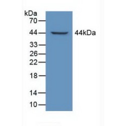 Latent Transforming Growth Factor Beta Binding Protein 1 (LTBP1) Antibody