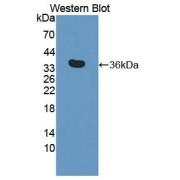 Western blot analysis of the recombinant protein.